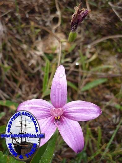 Elythranthera emarginata - Pink Enamel Orchid - 02.JPG